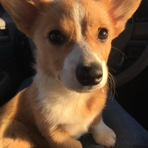 Meet your Posher, Barbara